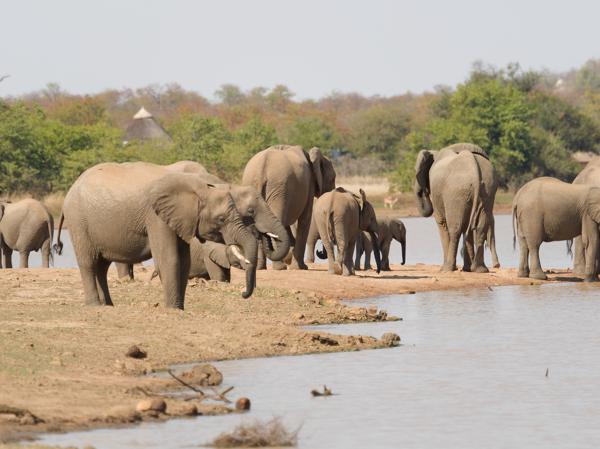 <h3>Loxodonta africana / African elephant / Afrikaanse olifant</h3>OM-1 with M.40-150mm F2.8 + MC-14, 1/1000 sec at F4.0, ISO 160, distance 151 m